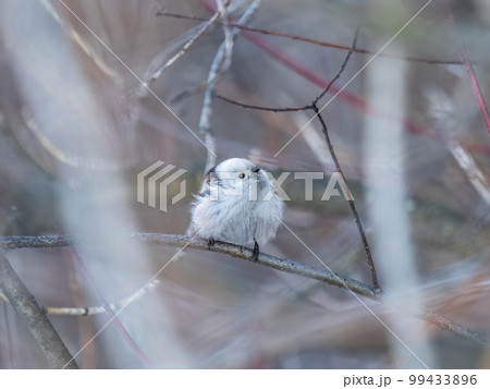 European long-tailed tit, latin name Aegithalos caudatus. A bird sitting on a branch in a deciduous forest. 99433896