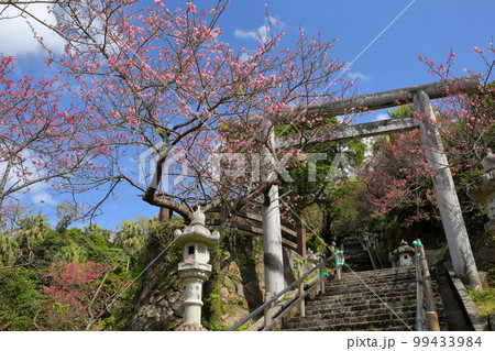沖縄県名護市名護　名護城公園内名護神社の参道の鳥居と琉球寒緋桜 99433984