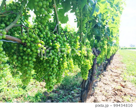 ナイアガラのワイナリーのぶどう ナイアガラのワイナリーのぶどう 99434810