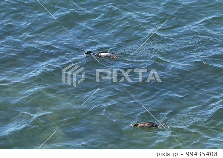 生き物　野鳥　ウミアイサ、採餌中。餌は主に魚の様です。餌を見つけるとちゃんと潜ります 99435408