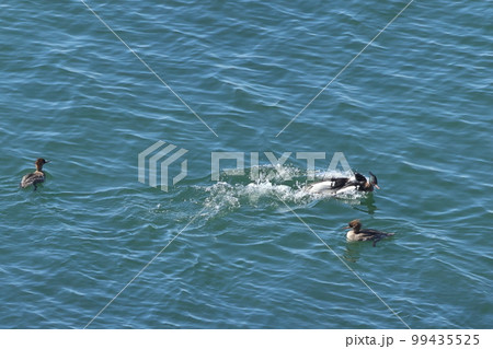 生き物 野鳥 ウミアイサ、パートナーのメスに近づくオスを攻撃するオスかな?② 生き物 野鳥 ウミアイサ、パートナーのメスに近づくオスを攻撃するオスかな?② 99435525