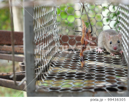 Rat in cage mousetrap, Mouse finding a way out of being confined, Trapping and control of rodents that cause dirt and may be carriers of disease, Mice try to find freedom 99436305