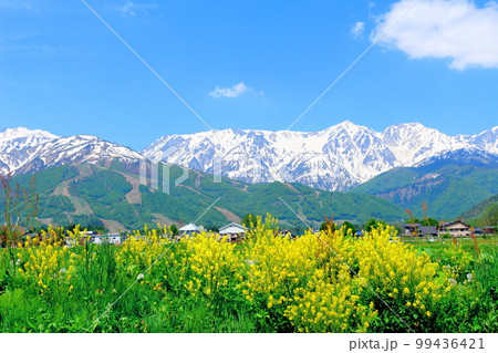 菜の花が咲く白馬村 積雪の北アルプス 麗しき北アルプス 菜の花が咲く白馬村 積雪の北アルプス 麗しき北アルプス 99436421