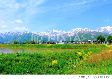 菜の花が咲く白馬村 積雪の北アルプス 麗しき北アルプス 菜の花が咲く白馬村 積雪の北アルプス 麗しき北アルプス 99436439