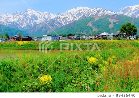菜の花が咲く白馬村 積雪の北アルプス 麗しき北アルプス 菜の花が咲く白馬村 積雪の北アルプス 麗しき北アルプス 99436440
