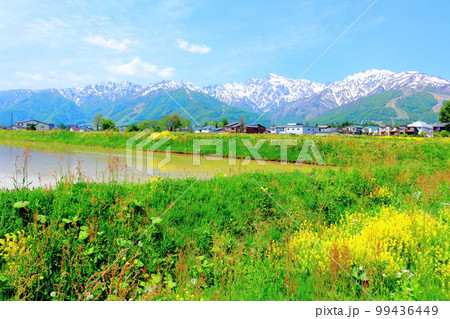 菜の花が咲く白馬村 積雪の北アルプス 麗しき北アルプス 菜の花が咲く白馬村 積雪の北アルプス 麗しき北アルプス 99436449