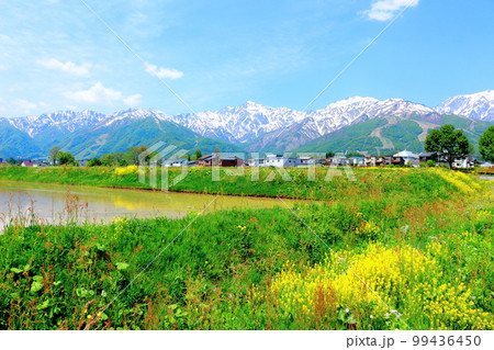 菜の花が咲く白馬村 積雪の北アルプス 麗しき北アルプス 菜の花が咲く白馬村 積雪の北アルプス 麗しき北アルプス 99436450