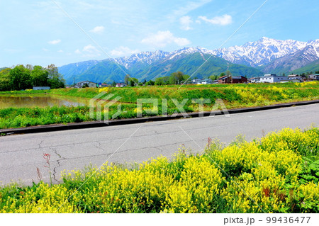 菜の花が咲く白馬村 積雪の北アルプス 麗しき北アルプス 菜の花が咲く白馬村 積雪の北アルプス 麗しき北アルプス 99436477