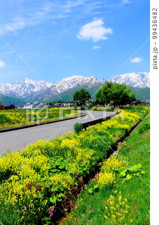 菜の花が咲く白馬村　　積雪の北アルプス　　麗しき北アルプス 99436482
