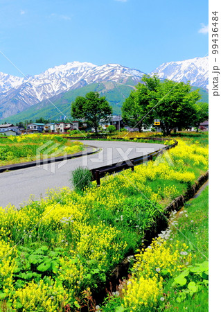 菜の花が咲く白馬村 積雪の北アルプス 麗しき北アルプス 菜の花が咲く白馬村 積雪の北アルプス 麗しき北アルプス 99436484