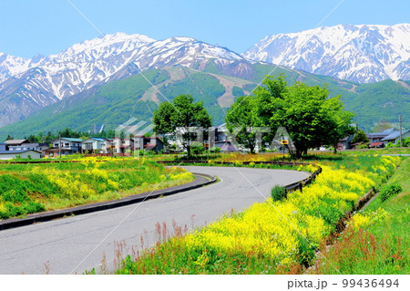 菜の花が咲く白馬村　　積雪の北アルプス　　麗しき北アルプス 99436494