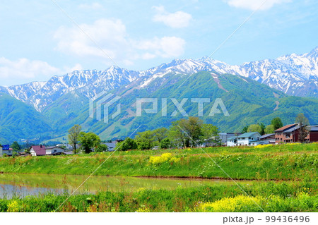 菜の花が咲く白馬村 積雪の北アルプス 麗しき北アルプス 菜の花が咲く白馬村 積雪の北アルプス 麗しき北アルプス 99436496