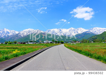 菜の花が咲く白馬村　　積雪の北アルプス　　麗しき北アルプス 99436502