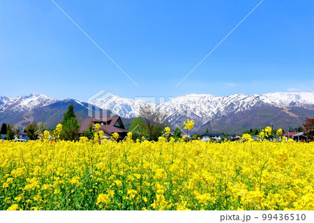 菜の花が咲く白馬村 積雪の北アルプス 麗しき北アルプス 菜の花が咲く白馬村 積雪の北アルプス 麗しき北アルプス 99436510