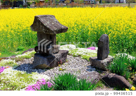 菜の花が咲く白馬村 積雪の北アルプス 麗しき北アルプス 菜の花が咲く白馬村 積雪の北アルプス 麗しき北アルプス 99436515