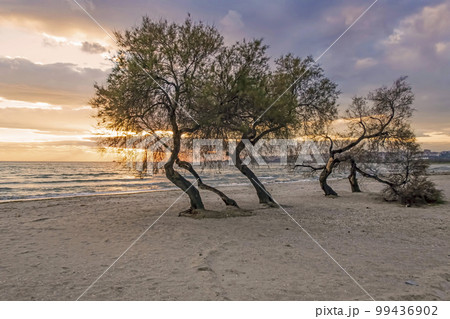 sunset and trees on the beach 99436902