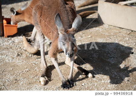 カンガルー 99436918