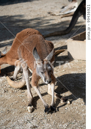 カンガルー 99436921