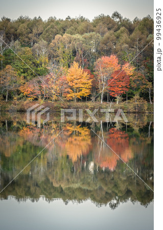 秋の白樺高原 女神湖 長野県 秋の白樺高原 女神湖 長野県 99436925