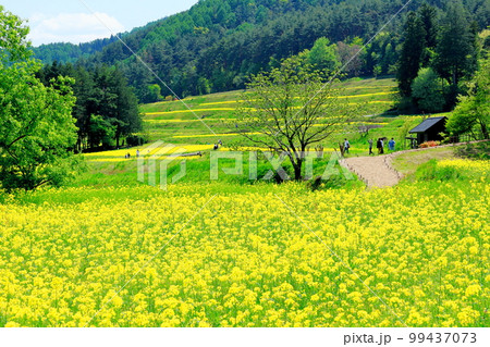 春のアルプスあずみの公園　　美しき菜の花とチューリップ　　花と植物が織りなす色紙　 99437073