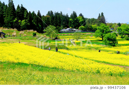 春のアルプスあずみの公園 美しき菜の花とチューリップ 花と植物が織りなす色紙 春のアルプスあずみの公園 美しき菜の花とチューリップ 花と植物が織りなす色紙 99437106