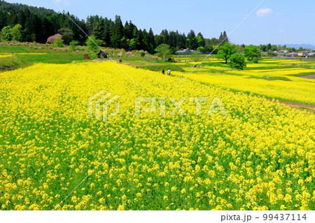 春のアルプスあずみの公園　　美しき菜の花とチューリップ　　花と植物が織りなす色紙　 99437114