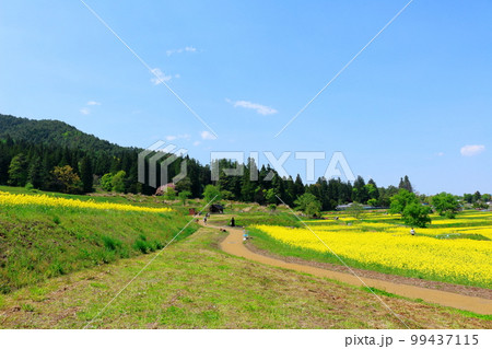 春のアルプスあずみの公園　　美しき菜の花とチューリップ　　花と植物が織りなす色紙　 99437115