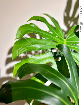 植物 工場 プランツ 99437245