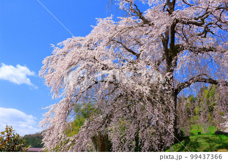 飯田の舞台桜　　信州の桜　　花と植物が織りなす色紙　 99437366
