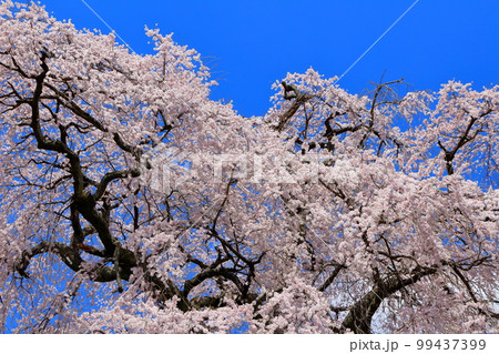 飯田の舞台桜　　信州の桜　　花と植物が織りなす色紙　 99437399