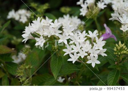 家の花壇 コデマリ 家の花壇 コデマリ 99437453