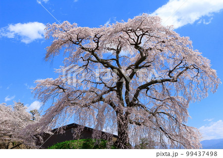 飯田の舞台桜 信州の桜 花と植物が織りなす色紙 飯田の舞台桜 信州の桜 花と植物が織りなす色紙 99437498