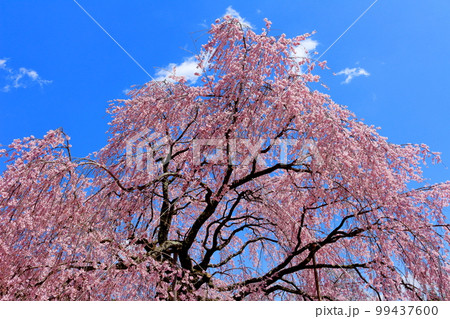 飯田の舞台桜 信州の桜 花と植物が織りなす色紙 飯田の舞台桜 信州の桜 花と植物が織りなす色紙 99437600