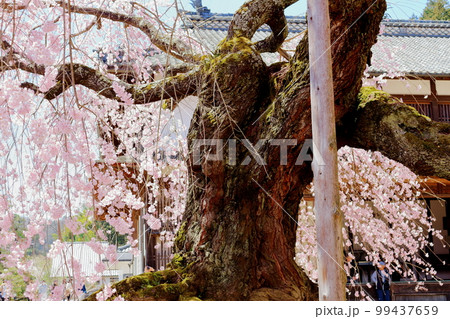 飯田の舞台桜 信州の桜 花と植物が織りなす色紙 飯田の舞台桜 信州の桜 花と植物が織りなす色紙 99437659