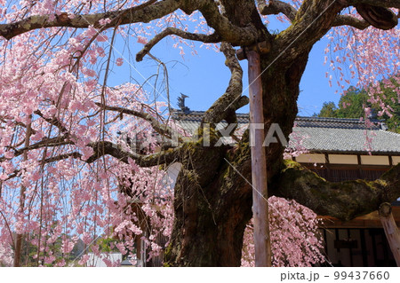 飯田の舞台桜 信州の桜 花と植物が織りなす色紙 飯田の舞台桜 信州の桜 花と植物が織りなす色紙 99437660