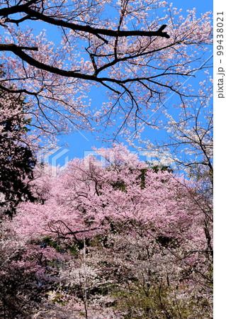 飯田の桜 信州の桜 花と植物が織りなす色紙 飯田の桜 信州の桜 花と植物が織りなす色紙 99438021
