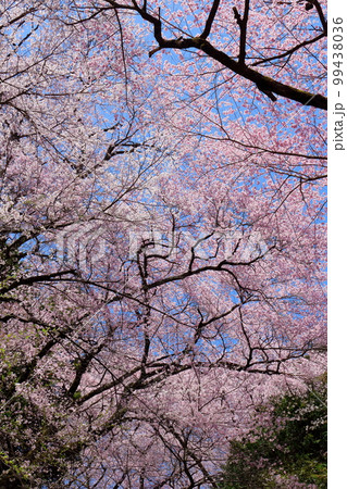 飯田の桜 信州の桜 花と植物が織りなす色紙 飯田の桜 信州の桜 花と植物が織りなす色紙 99438036