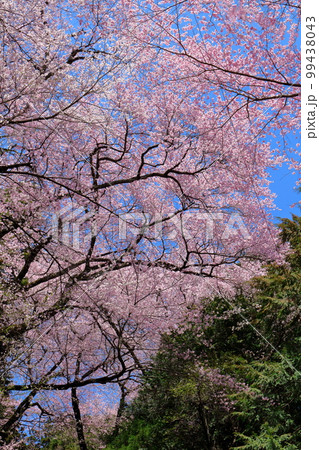 飯田の桜　　信州の桜　　花と植物が織りなす色紙　 99438043