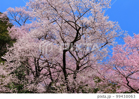 飯田の桜　　信州の桜　　花と植物が織りなす色紙　 99438063