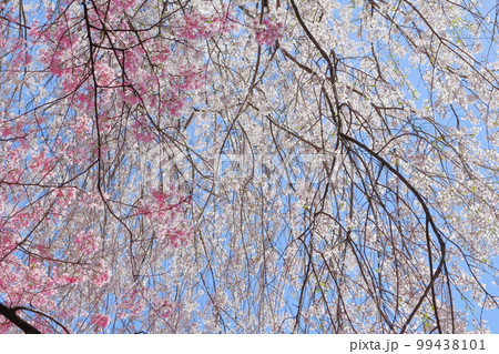 飯田の桜　　信州の桜　　花と植物が織りなす色紙　 99438101