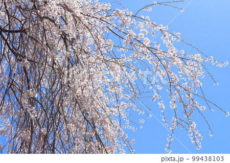 飯田の桜 信州の桜 花と植物が織りなす色紙 飯田の桜 信州の桜 花と植物が織りなす色紙 99438103
