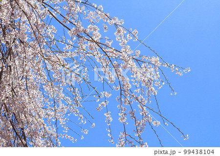 飯田の桜　　信州の桜　　花と植物が織りなす色紙　 99438104
