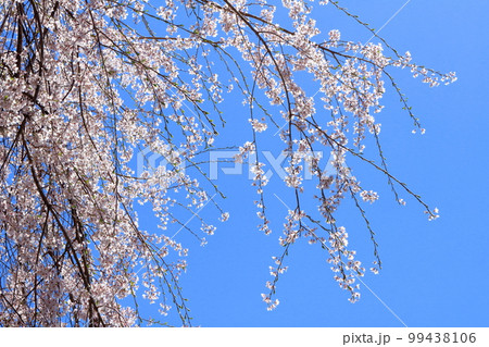 飯田の桜　　信州の桜　　花と植物が織りなす色紙　 99438106