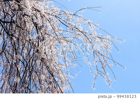 飯田の桜 信州の桜 花と植物が織りなす色紙 飯田の桜 信州の桜 花と植物が織りなす色紙 99438123