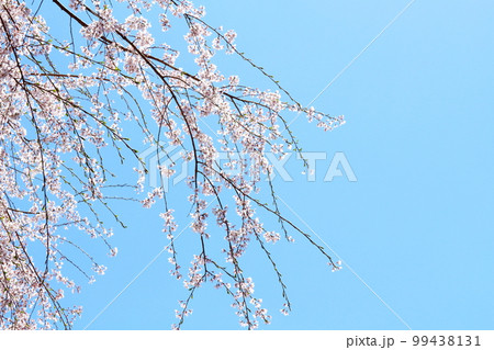 飯田の桜 信州の桜 花と植物が織りなす色紙 飯田の桜 信州の桜 花と植物が織りなす色紙 99438131