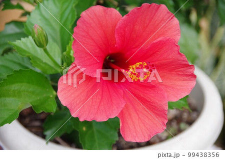 ハイビスカス　スカーレットアマン 99438356