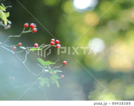 皇居の植物 野茨の実 皇居の植物 野茨の実 99438389