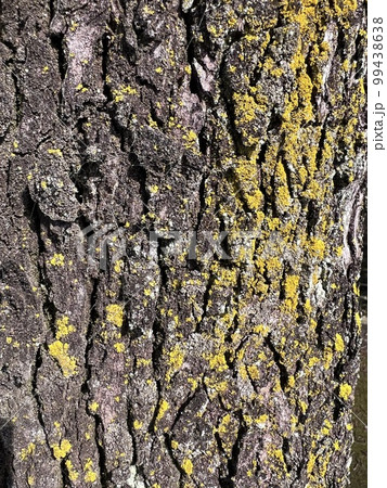 黄色い苔がはえた木の表面 99438638