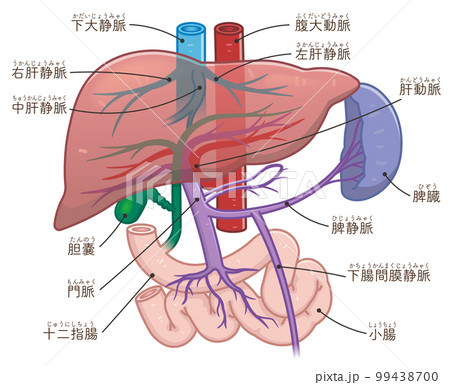 肝臓、門脈、脾臓のイラストのイラスト素材 [99438700] PIXTA