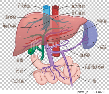 肝臓、門脈、脾臓のイラスト 肝臓、門脈、脾臓のイラスト 99438700